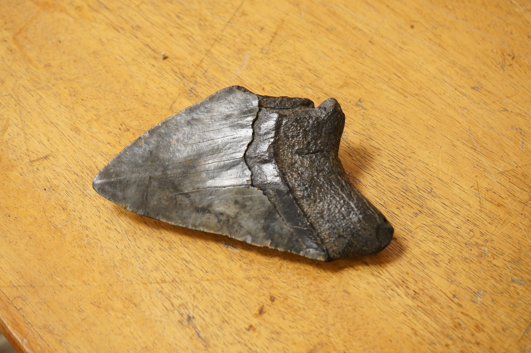 A selection of Natural History specimens to include a mammoth tooth, mammoth tusk fragments, mammoth toe bone, Megalodon tooth and a fish fossil in matrix, contained within an ebonised display cabinet